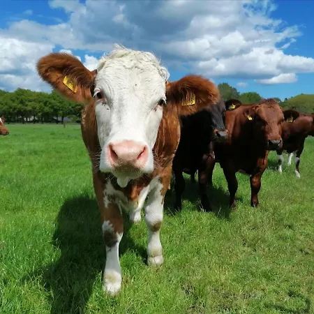 فندق مبيت وإفطار Speulderveld إرميلو