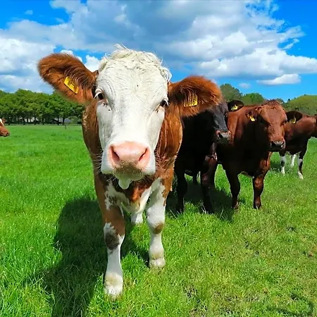Speulderveld Ermelo
