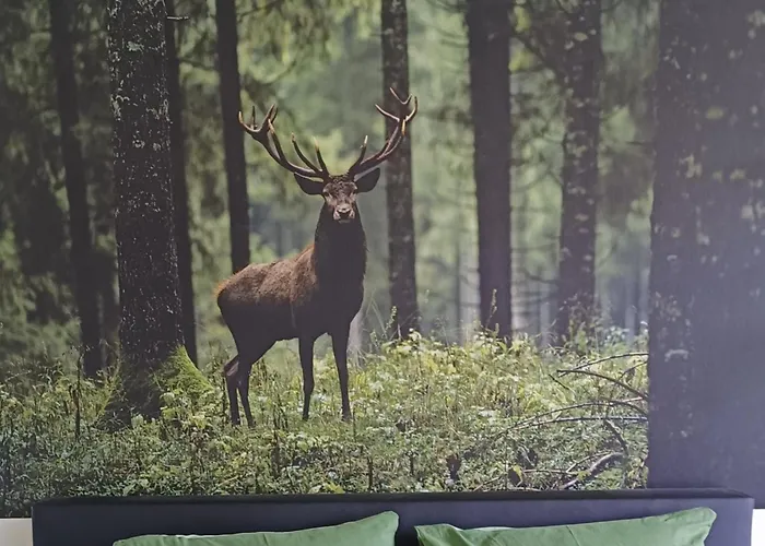 فندق مبيت وإفطار Speulderveld 3*