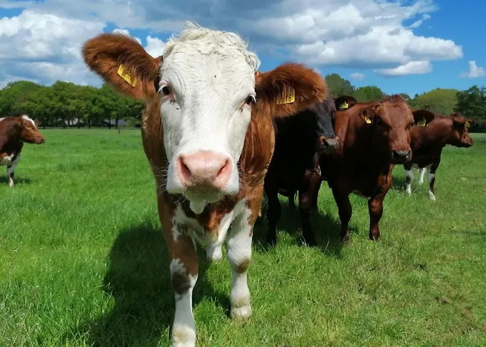 Alojamento de Acomodação e Pequeno-almoço Speulderveld Ermelo